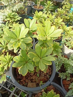 ต้นกุหลาบพันปีด่าง