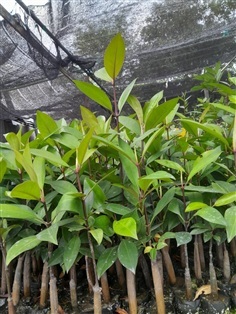 ต้นพังกาหัวสุม