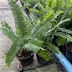 เฟิร์นใบมะขาม