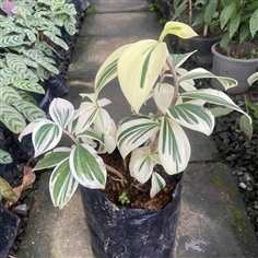 ต้นเอื้องหมายนาด่าง