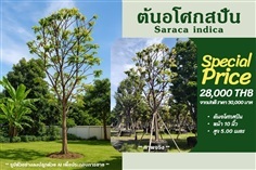 ต้นอโศกสปัน NO.155