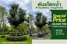 ต้นอโศกน้ำ NO.074