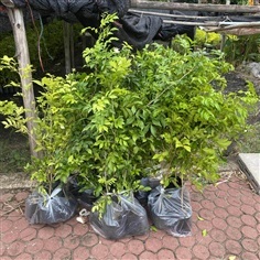 ต้นแก้วดอกหอม