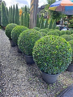 ชาฮกกี้ยน(ชาดัด)