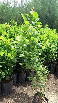 ต้นมะม่วงหาวมะนาวโห่