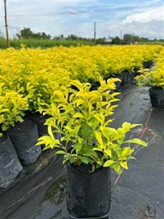 ต้นเทียนทอง