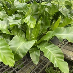 เฟิร์นข้าหลวง