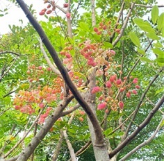 คูณสายรุ้งไม้ล้อม