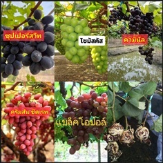 17พันธุ์ ต้น กิ่งตอน ต้นองุ่น กิ่งตอนองุ่น องุ่น