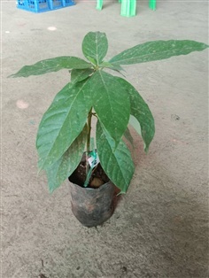 ต้นพันธุ์ อะโวคาโดเอ034   ถุงดำพร้อมปลูก 199  บาท