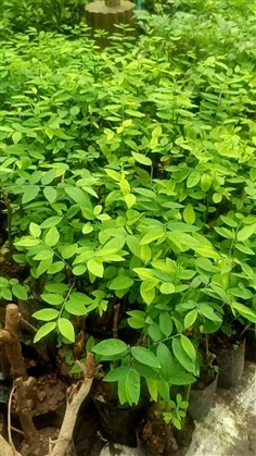 ต้นพันธุ์  ผักหวานบ้าน  ถุงดำพร้อมปลูก 39  บาท  