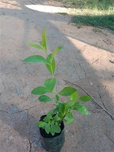 ต้นพันธุ์ เทียนกิ่ง เฮนน่า ต้นกาว พร้อมปลูกในถุงดำ