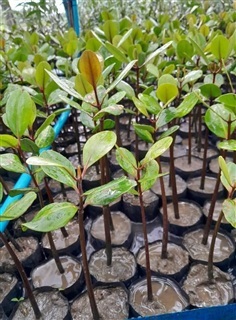 โปรงแดง