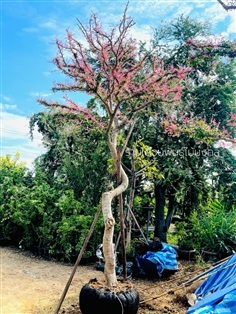 ต้นมะขามเทศด่าง