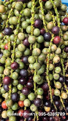 FishTail Palm  Variegated. (เมล็ดเต่าร้าง ใบด่าง)