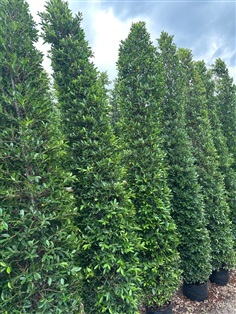 ไทรเกาหลี 2เมตร 2.5เมตร 3เมตร