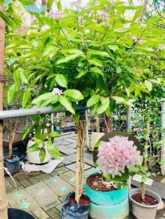 ต้นพุดพวงดวงใจ