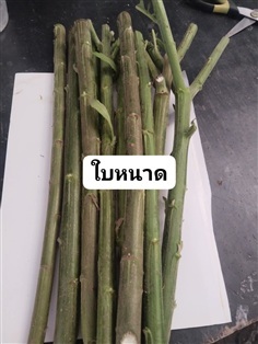 ใบหนาด ขายกิ่งปักชำ 1 ชุด 10 กิ่ง 100 บาท