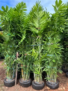 ต้นหมากเขียว