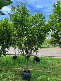 ต้นแก้วมุกดา 