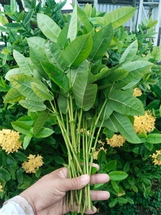 เข็มเหลือง เข็มอินเดีย ขายกิ่งปักชำ