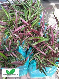 คล้าริบบิ้น คล้าริบบิ้นแดง คล้าเรียกเงินเข้าบ้าน