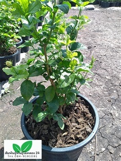 มะลิซ้อน ต้นมะลิซ้อน