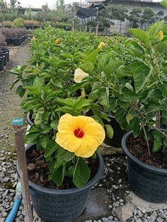 ชบาจัมโบ้ดอกเหลือง กระถาง 11 นิ้ว (กทม)