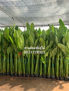 ลอลินน่า