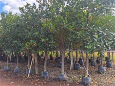 ต้นขนุนแดงสุริยา