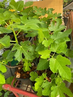 มะเดื่อฝรั่งอิรักกีั btm6