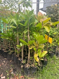 จิกทะเล