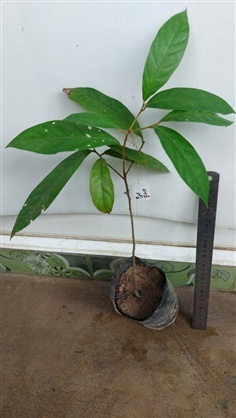 มะลิต้นหรือธิดาพระบาท ไม้ยืนต้นดอกหอม