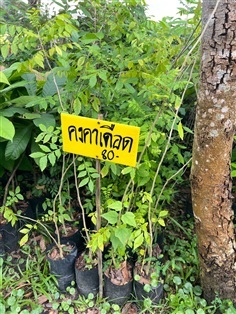 ต้นคงคาเดือด