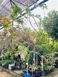 ต้นคูณขาว