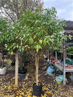 ต้นพุดกัง