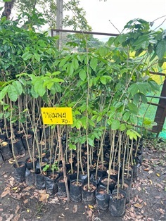 ค้นหลุมพอ