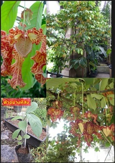 Monodora myristica ต้น กระดังงาแอฟริกา Calabash nu