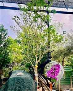 ต้นม่วงส่าหรี