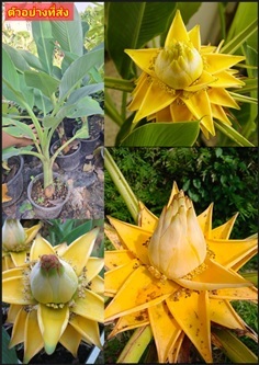 กล้วยแคระจีน กล้วยบัวทอง กล้วยดอกบัวทอง Musa Golde
