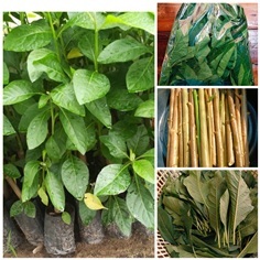 หนาดเฉาเหว่ย  ต้นหนาดเฉาเหว่ย