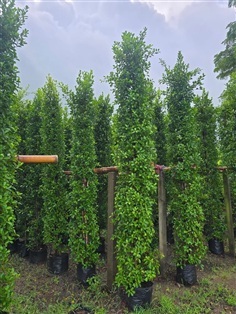 ไทรอินโด ต้นไทรอินโด ส่งตรงจากสวน