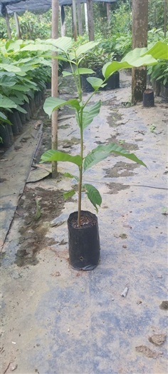 ต้นตาเสือ