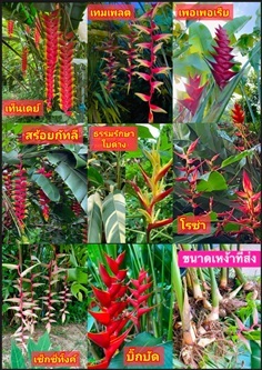 9พันธุ์ ต้น หน่อ เหง้า เฮลิโคเนีย Heliconia ดาหลา 
