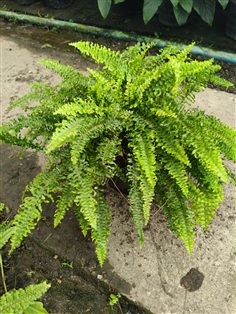 เฟิร์นบอสตัน