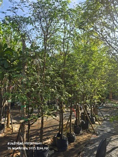 มะขามเปรี้ยว2"