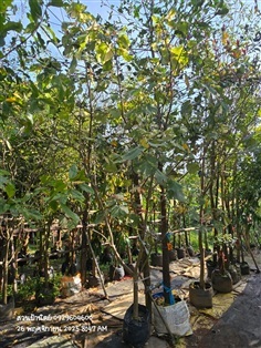 โพธิ์7สี หน้า2