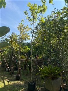 เมเปิลไต้หวัน