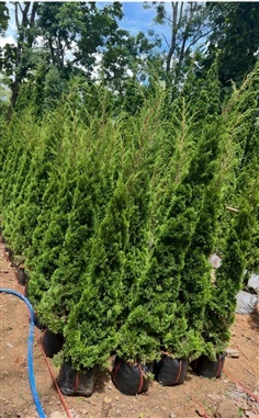 สนมังกร2.5เมตร