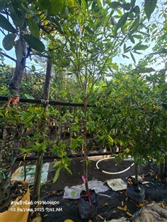 ช้างน้าว1.5"กับ2" เริ่มออกดอกมกราคม ดอกสีเหลือง